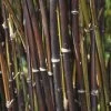 Fargesia Nitida 'Black Pearl' Bamboo 7.5Ltr Pot