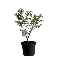 Euonymus Alatus 'Compactus' Plant 4Ltr Pot (NL)