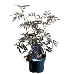 Sambucus Nigra 'Black Lace' Plant 3 Ltr Pot