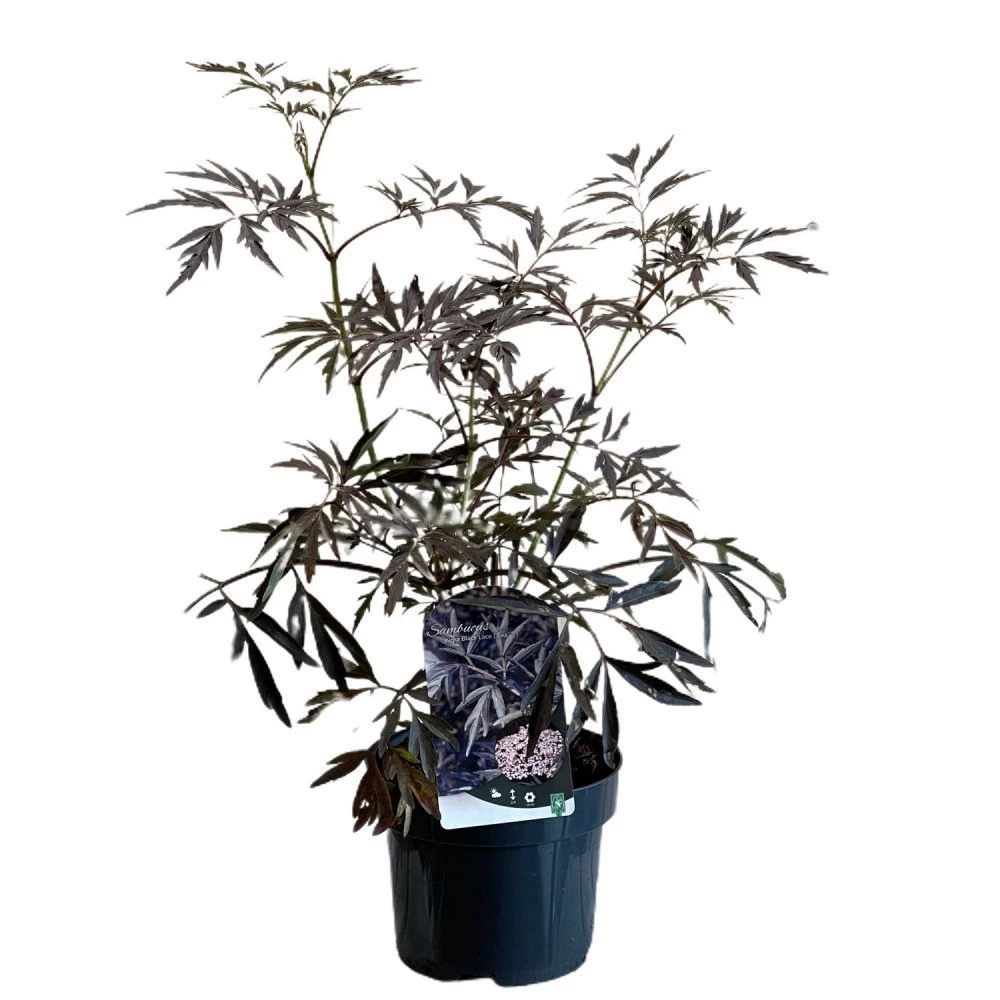 Sambucus Nigra 'Black Lace' Plant 3 Ltr Pot 1 Sambucus Nigra 'Black Lace' Plant 3 Ltr Pot