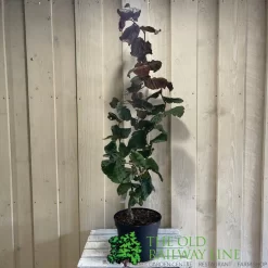 Corylus 'Red Majestic' Hazel Tree 70cm Tall (NL) 5 Corylus 'Red Majestic' Hazel Tree 70cm Tall (NL) -Garden Care Sale 00002653 2