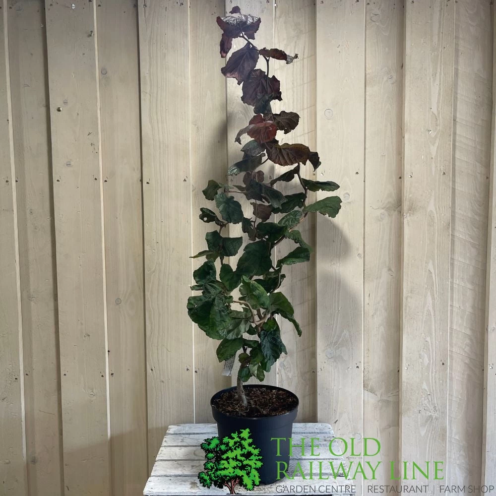 Corylus 'Red Majestic' Hazel Tree 70cm Tall (NL) 3 Corylus 'Red Majestic' Hazel Tree 70cm Tall (NL) - Image 3