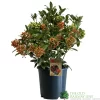 Skimmia Japonica 'Pabella' 4Ltr Pot (NL)