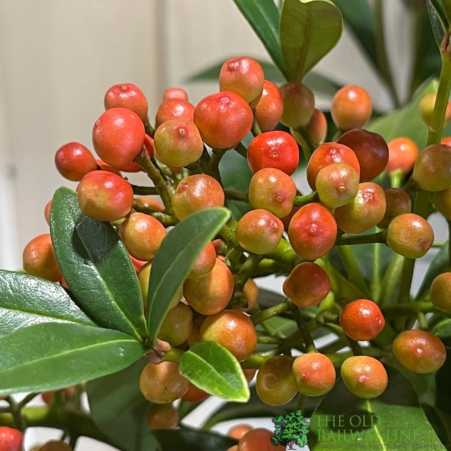 Skimmia Japonica 'Pabella' 4Ltr Pot (NL) 3 Skimmia Japonica 'Pabella' 4Ltr Pot (NL) - Image 3