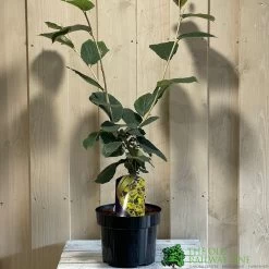 Hamamelis 'Westerstede' 5Ltr (NL)