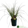 Cortaderia 'Pumila' 5Ltr Pot (NL)