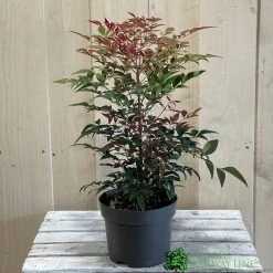 Nandina Domestica 'Obsessed' 2Ltr Pot (NL) 5 Nandina Domestica 'Obsessed' 2Ltr Pot (NL) -Garden Care Sale 30002508 2