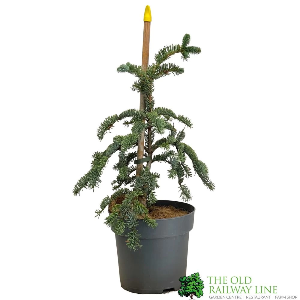 Abies 'Glauca' Noble Fir Conifer 3Ltr Pot (NL) 1 Abies 'Glauca' Noble Fir Conifer 3Ltr Pot (NL)