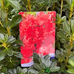 Azalea 'Geisha Orange' 3Ltr Pot (NL) 5 Azalea 'Geisha Orange' 3Ltr Pot (NL) -Garden Care Sale 30008869 5b9b6a4d 2eef 4de9 a7d5 74d146507ae8