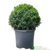 Buxus Ball 30cm Diameter Box Topiary Plant 7.5Ltr Pot