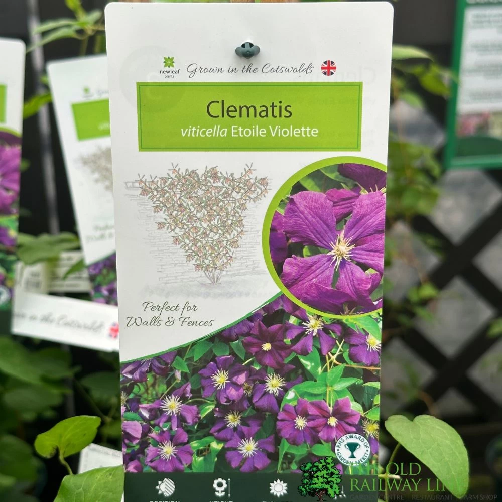 Clematis 'Etoile Violette' Climber 3Ltr Pot 1 Clematis 'Etoile Violette' Climber 3Ltr Pot