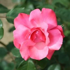 Whartons 'Galway Bay' Pink Climbing Rose 4Ltr Pot