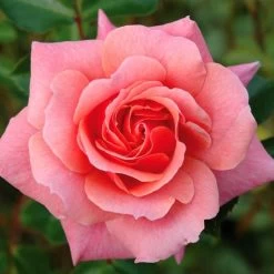 Pink Shrub Rose 'Festive Jewel' 4Ltr Pot