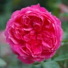 Pink Shrub Rose 'Ivor's Rose' 4Ltr Pot