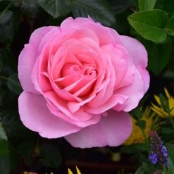 Pink Shrub Rose 'Pearl Of St. Lukes' 4Ltr Pot