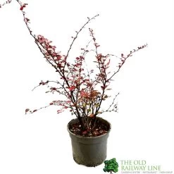 Berberis Thunbergii Atropurpurea 'Harlequin' 3Ltr Pot