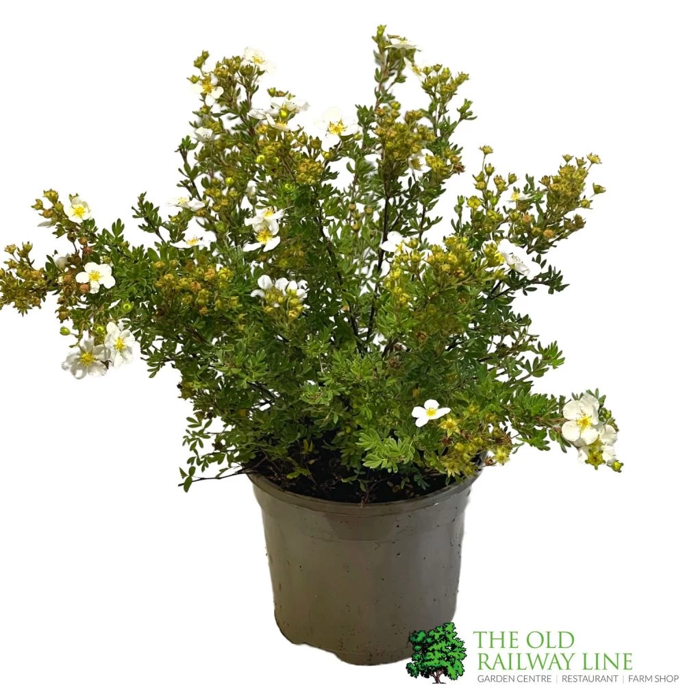 Potentilla Fruticosa 'Abbotswood' Shrubby Cinquefoil 3Ltr Pot 1 Potentilla Fruticosa 'Abbotswood' Shrubby Cinquefoil 3Ltr Pot