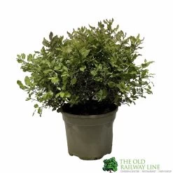 Pittosporum 'Tom Thumb' Plant 3Ltr Pot