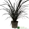 Phormium 'Platts Black' Flax 3Ltr Pot