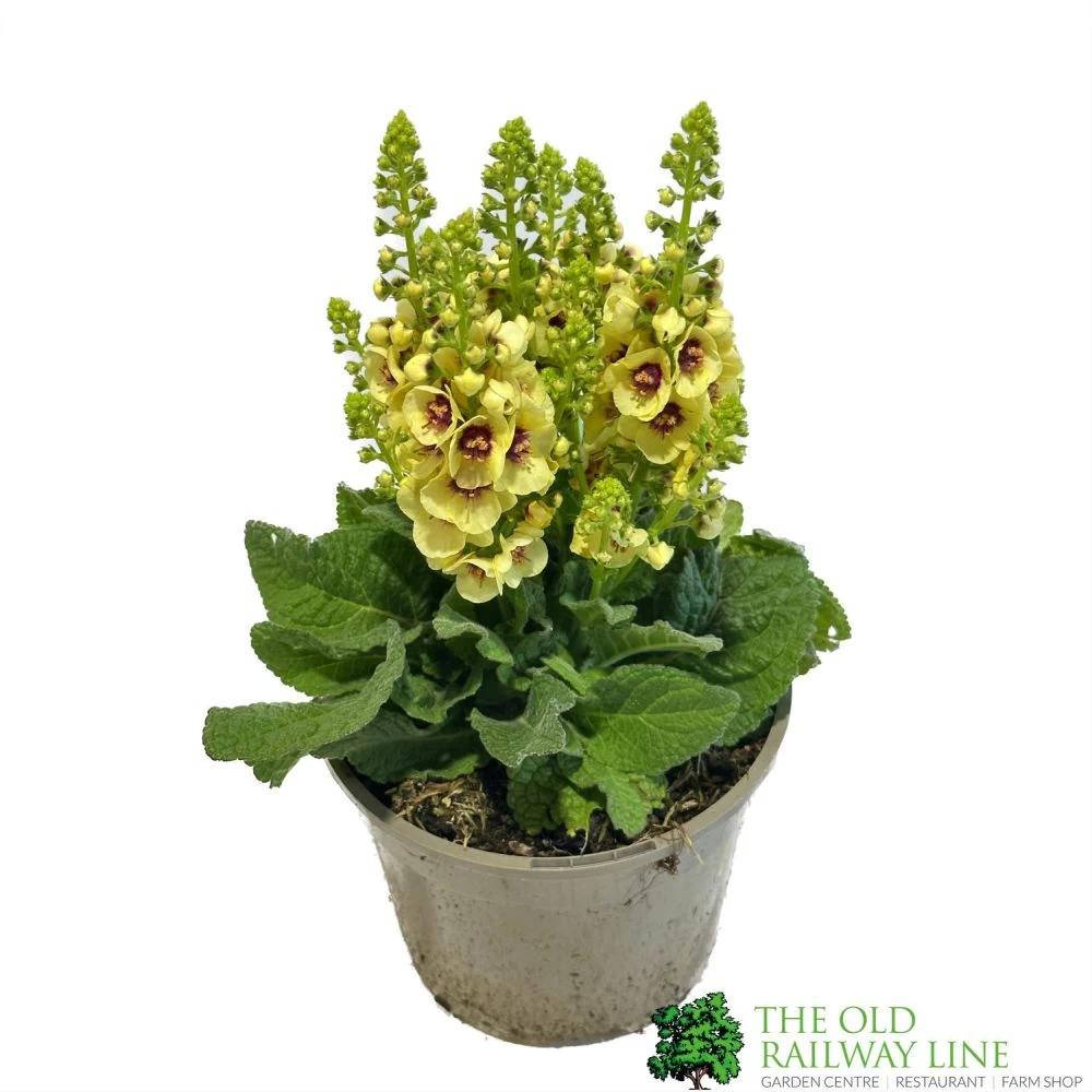 Verbascum 'Dark Eyes' 2Ltr Pot 1 Verbascum 'Dark Eyes' 2Ltr Pot