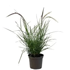 Pennisetum 'Sky Rocket' Grass 2 Ltr Pot