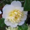 Camellia Japonica 'Brushfield's Yellow' Plant 3Ltr Pot