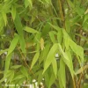 Phyllostachys 'Aurea' Bamboo Plant 1m Tall (IT)
