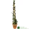 Trachelospermum Jasminoides 'Star Jasmine' Tripod Climber 120cm Tall (IT)
