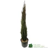 Cupressus Sempervirens 'Totem' Conifer 1m Tall (IT)