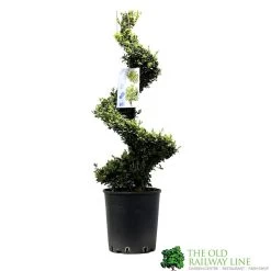 Ilex Crenata Spiral Topiary Plant 100cm Tall 12 Ltr Pot