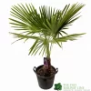 Trachycarpus Fortunei Single Stem 1.7m Tall (IT)