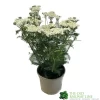 Achillea 'New Vintage White' 3Ltr Pot