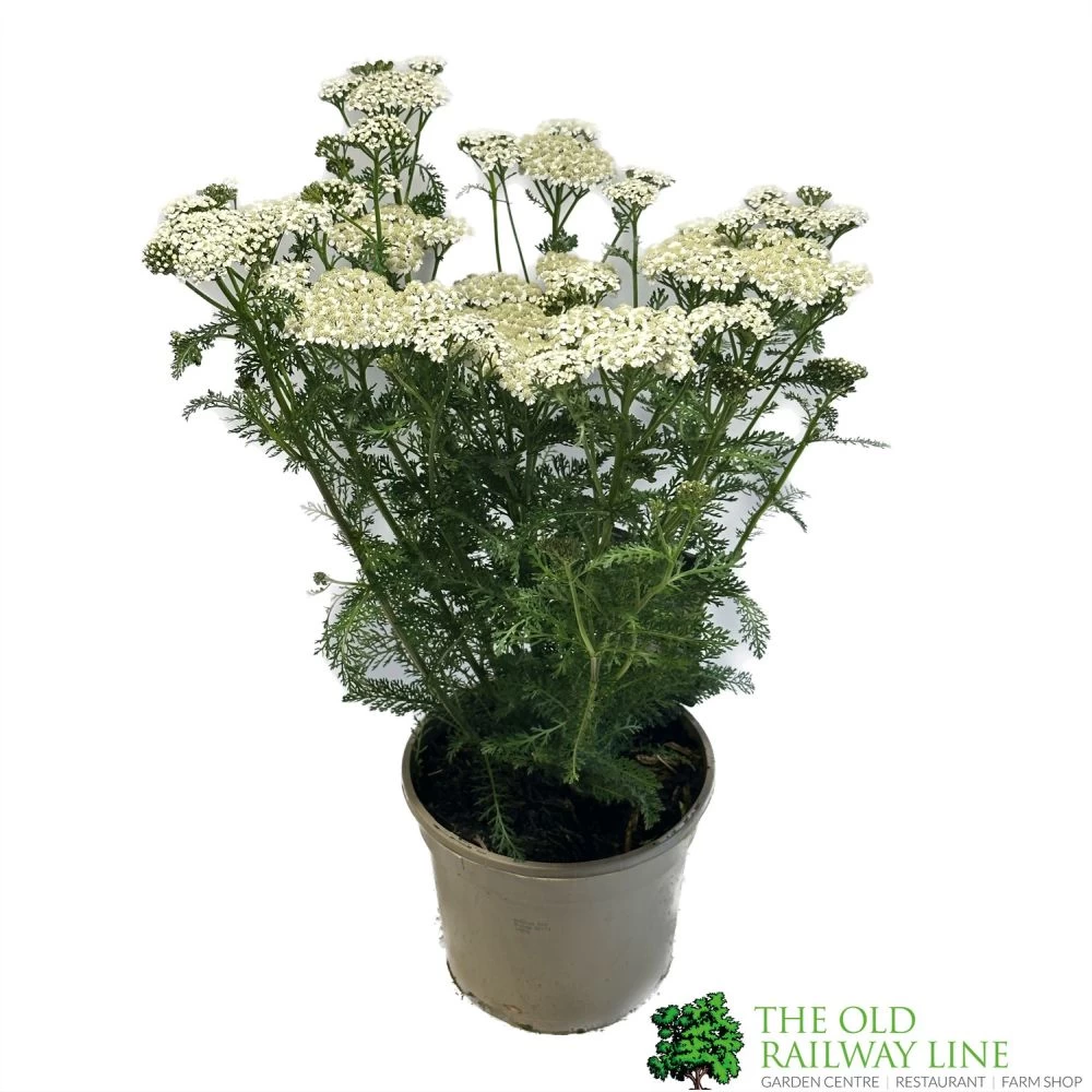Achillea 'New Vintage White' 3Ltr Pot 1 Achillea 'New Vintage White' 3Ltr Pot