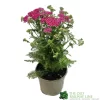 Achillea 'New Vintage Violet' 3Ltr Pot