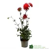 Dahlia 'Karma Red Corona' 3Ltr Pot