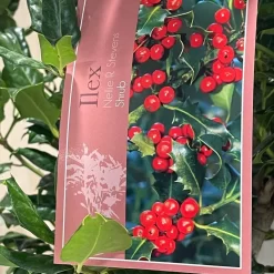 Ilex 'Nellie R.Stevens' Female Holly Bush 10Ltr Pot 5 Ilex 'Nellie R.Stevens' Female Holly Bush 10Ltr Pot -Garden Care Sale 5021768084373 3