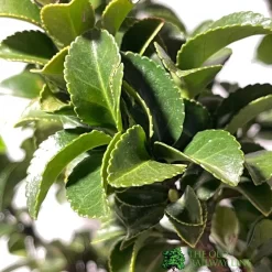 Euonymus Japonicus 'Benkomasaki' 40cm Tall (IT) -Garden Care Sale 5021768087787 3