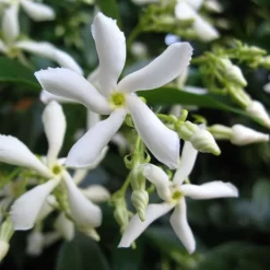 Trachelospermum Jasminoides 'Star Jasmine' Tripod Climber 120cm Tall (IT) -Garden Care Sale 5021768087930 2 e192d392 7a65 4b82 b30c 4daa1dd0ffc3