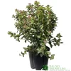 Viburnum Tinus 'Eve Price' Laurustinus Plant 60cm Tall (IT)