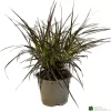 Pennisetum 'Chelsea' 2Ltr Pot
