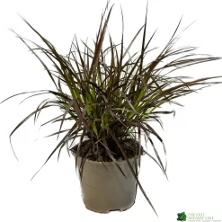 Pennisetum 'Chelsea' 2Ltr Pot