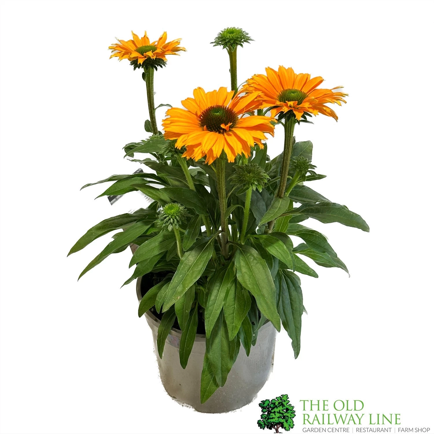 Echinacea 'Sunseekers Mineola' 3Ltr Pot 1 Echinacea 'Sunseekers Mineola' 3Ltr Pot