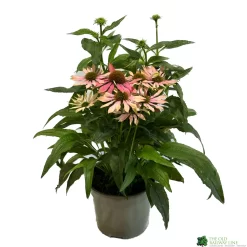 Echinacea 'Pollynation Orange Red' 3Ltr Pot