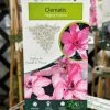 Clematis 'Hagley Hybrid' Climber 2Ltr Pot