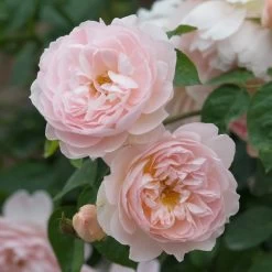 David Austin 'Gentle Hermione' Pink English Rose 6Ltr Pot 7 David Austin 'Gentle Hermione' Pink English Rose 6Ltr Pot -Garden Care Sale 5031825016971 3