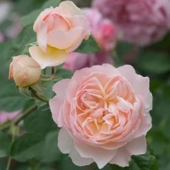 David Austin 'Gentle Hermione' Pink English Rose 6Ltr Pot 8 David Austin 'Gentle Hermione' Pink English Rose 6Ltr Pot -Garden Care Sale 5031825016971 4