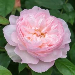 David Austin 'Gentle Hermione' Pink English Rose 6Ltr Pot 9 David Austin 'Gentle Hermione' Pink English Rose 6Ltr Pot -Garden Care Sale 5031825016971 5