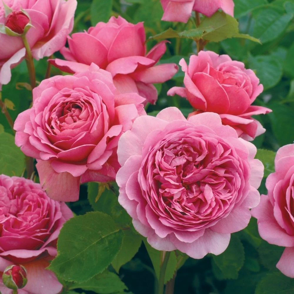 David Austin 'Princess Alexandra Of Kent' Bright Pink English Shrub Rose Plant 6Ltr Pot 1 David Austin 'Princess Alexandra Of Kent' Bright Pink English Shrub Rose Plant 6Ltr Pot