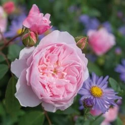 David Austin 'Wisley 2008' English Shrub Rose6Ltr Pot