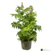 Sorbaria 'Sem' 3ltr Pot